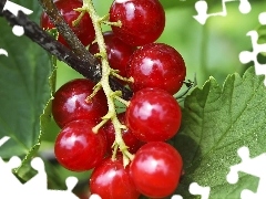 currant, leaves, red hot