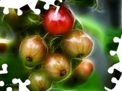 currants, Red