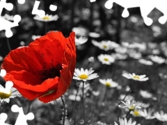 red weed, daisies