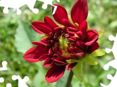 red hot, Dalia