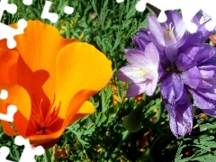 Dichelostemma, Flowers, red weed