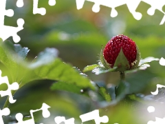 fruit, Duchesnea Indica, Red