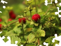 fruit, Duchesnea Indica, Red