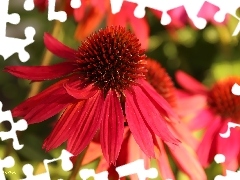 red hot, echinacea