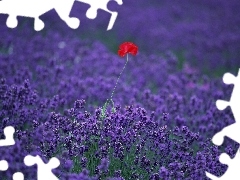 Field, Red, red weed, lavender