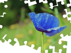 field, blue, red weed