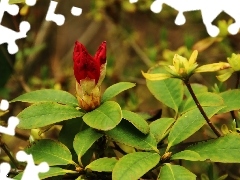 rhododendron, Red, Colourfull Flowers, Bush