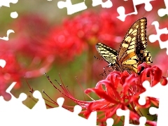 Colourfull Flowers, butterfly, Red