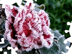 Colourfull Flowers, Frozen, Red