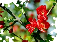 Red, Flowers, Bush, quince, flower