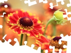 Red, Helenium, Flowers