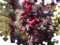 Red, Fruits, Leaf, barberry, claret