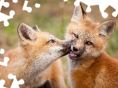 fox, red head, Two cars