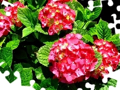 red hot, hydrangea