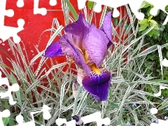 iris, Yellow, Red Wall, blue