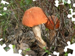 Red, Mushrooms, Leccinum