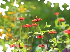 flowers, little doggies, Red