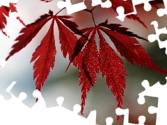 Leaf, Maple Palm, Red