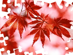 Leaf, Maple Palm, Red