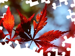 Leaf, Maple Palm, Red