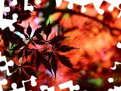 Leaf, Maple Palm, Red