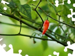 red hot, pepper