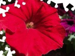 red hot, Petunia