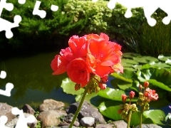 pond, geranium, red hot