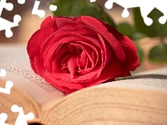 rose, Book, red hot