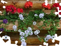 Red, geraniums, White
