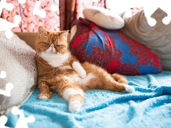 pillows, Red-white, Exotic Shorthair