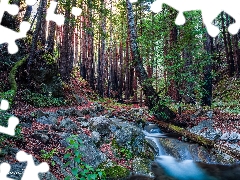 trees, forest, viewes, Redwood National Park, California, The United States, viewes, flux, trees