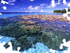 sea, reef