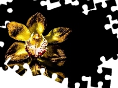 Colourfull Flowers, black background, reflection, orchid