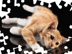 reflection, ginger, kitten