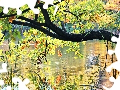 color, oak, reflection, water, Leaf, lake