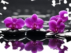 reflection, orchids, water