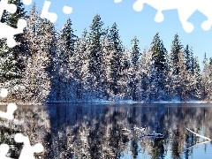 winter, forest, reflection, lake