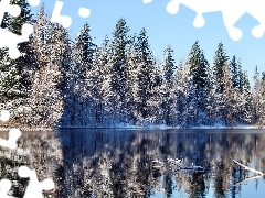 winter, forest, reflection, lake