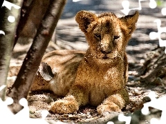 lion, resting