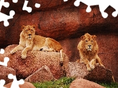 resting, Lioness, Lion