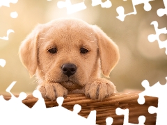 basket, Puppy, Labrador Retriever