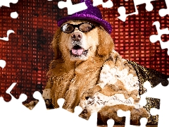 Glasses, coverlet, Golden Retriever, Hat, dog