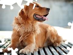 retriever, breathless, golden