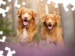 Two cars, Retriever Nova Scotia, heathers, Dogs