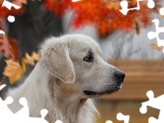 Leaf, dog, Golden Retriever