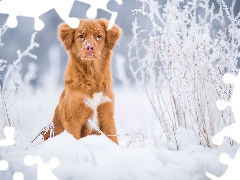 dog, snow, Plants, Retriever Nova Scotia