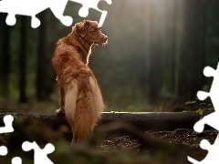 dog, forest, trees, Retriever Nova Scotia