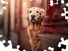 wall, dog, Golden Retriever