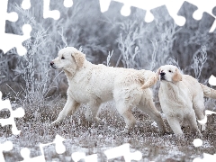 Golden Retrievery, Two cars, Dogs